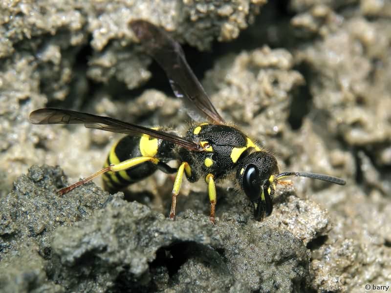 Ancistrocerus parietum (Linnaeus, 1758)